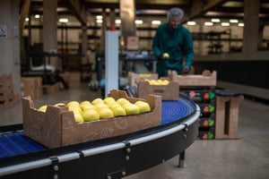 retail - fruit box on factory belt
