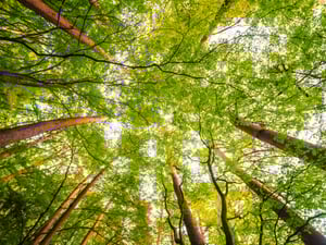 beautiful-landscape-big-tree-forest-with-low-angel-view (1)